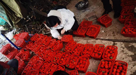 1706080321127636.png 草莓.png